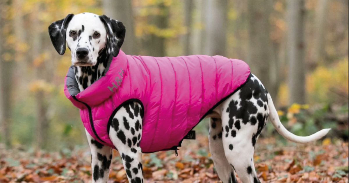 10 Winter Coats for Your Dog Living North