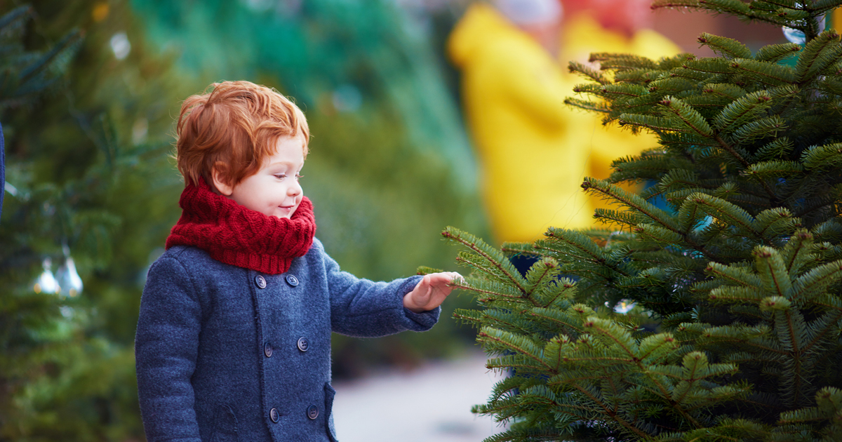 The Best Places to Buy a Real Christmas Tree in the North East and