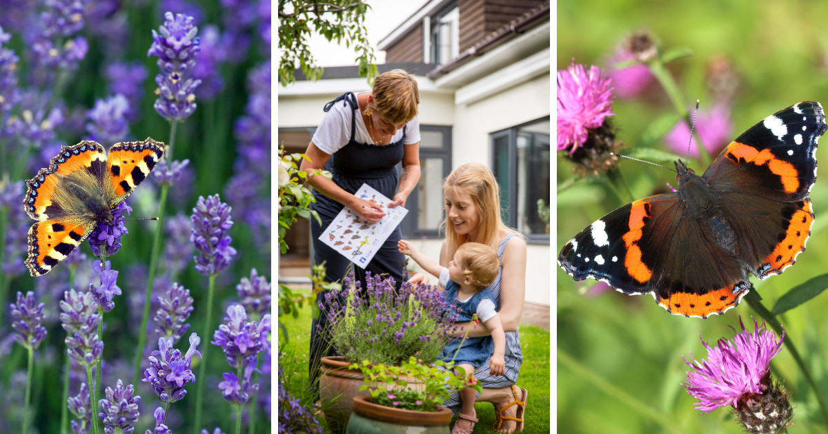 Find What to Do If You Want to Take Part in The Big Butterfly Count ...