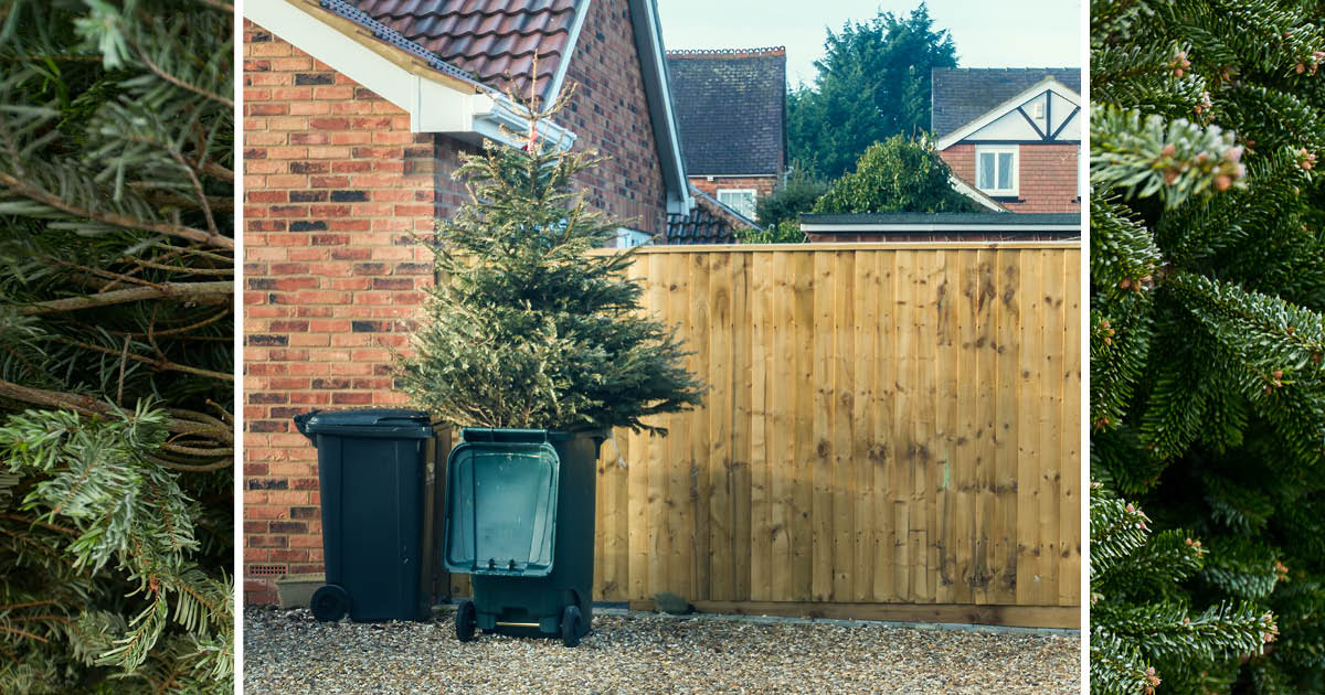 Where to Get Rid of and Recycle Your Christmas Tree in Newcastle